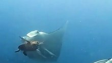 Turtle 🐢 Slaps Manta Ray 🔥
