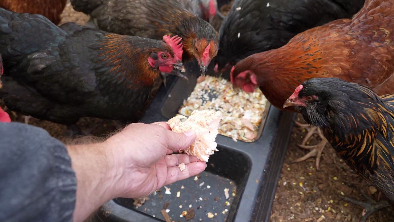 Not every chicken likes seafood, like baked salmon, but most eat it like starved dogs.