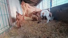 3-Day-Old Baby Goats Inspect the Camera for the First Time