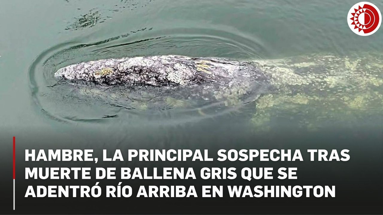 Crisis alimentaria en el Ártico llevó a ballena gris juvenil a morir en río de Washington, advierten científicos
