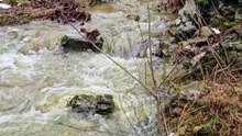 Gold prospecting in the stream; I haven't seen this stream like this in a long time. 😱