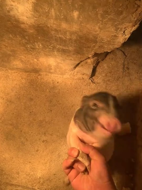 Funny animal🤣🤣