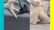 ¿AMOR A PRIMERA VISTA? Perritos protagonizan el momento más tierno viral