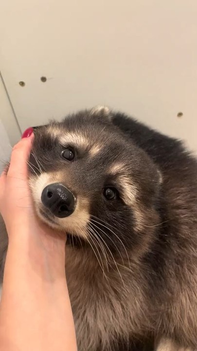Cute racon 🥰