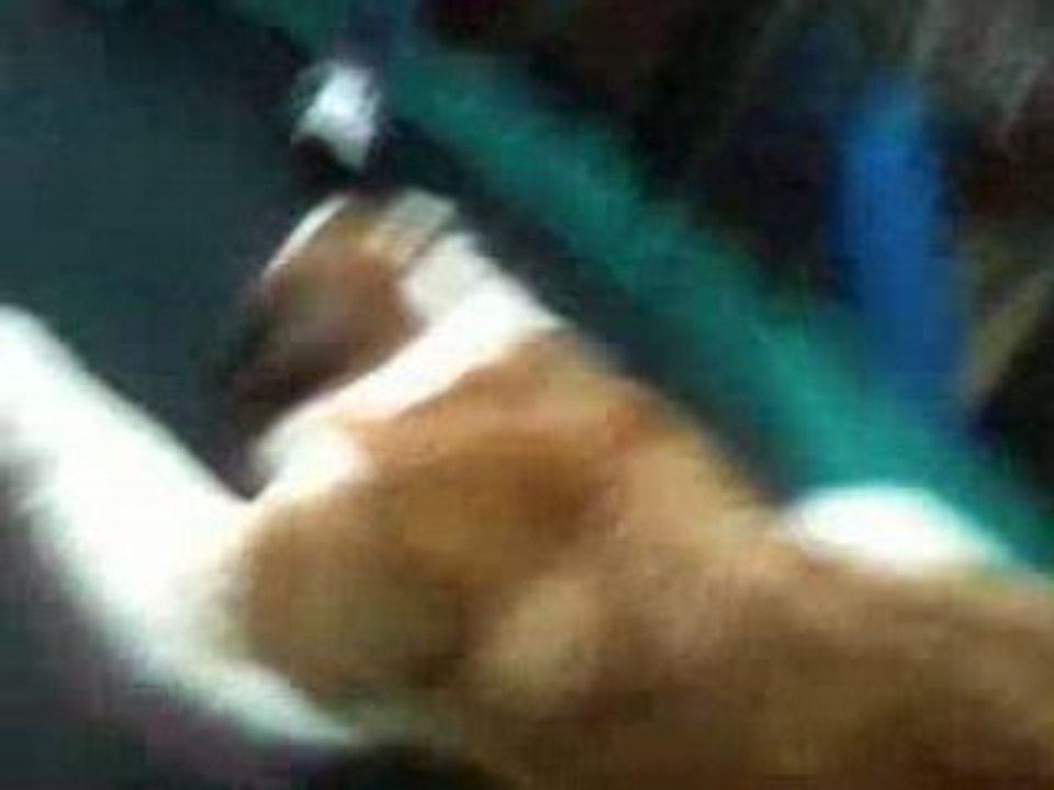 chien dans le trampoling