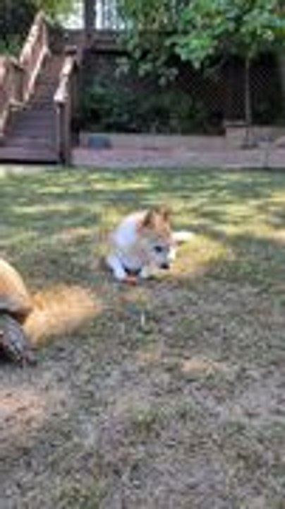Dog and Tortoise Munch on Carrots Side by Side