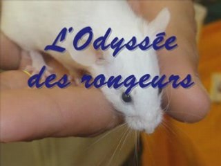 L odyssee des rongeurs seconde version