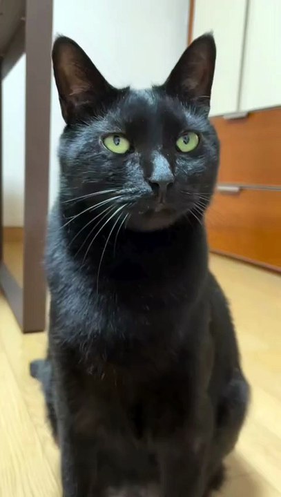 Mysterious Black Cat Meowing at Something Above 😱