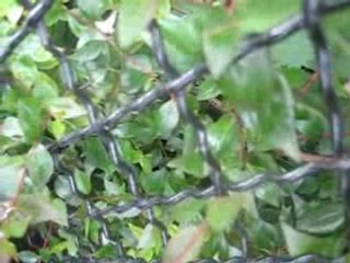 Mike et Todd faces aux Feuilles