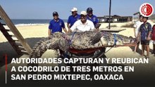 Capturan cocodrilo de tres metros en San Pedro Mixtepec, Oaxaca