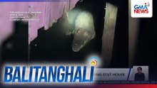 Buwaya, nakita sa ilalim ng isang stilt house sa Brgy. Buan | Balitanghali
