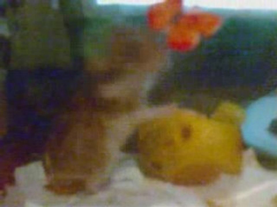 zazuna romelmac tavi moikla 2