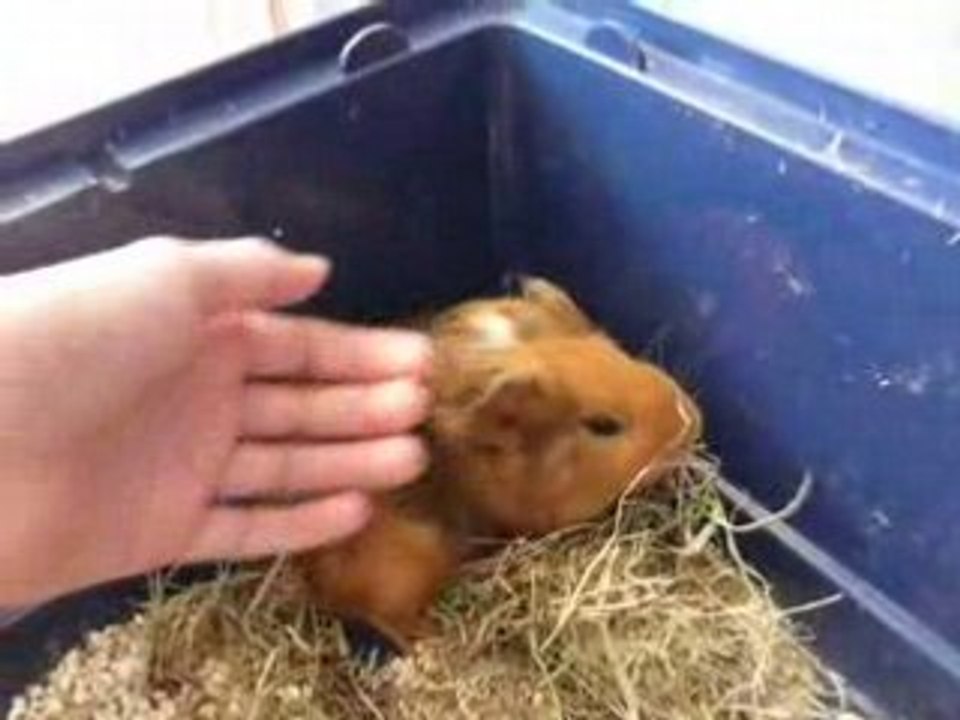 Mon chon d'Inde : Crawkott'