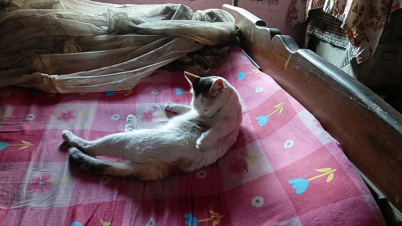 Sweet cat