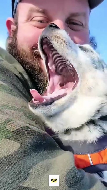 Funny dogs moments 😂
