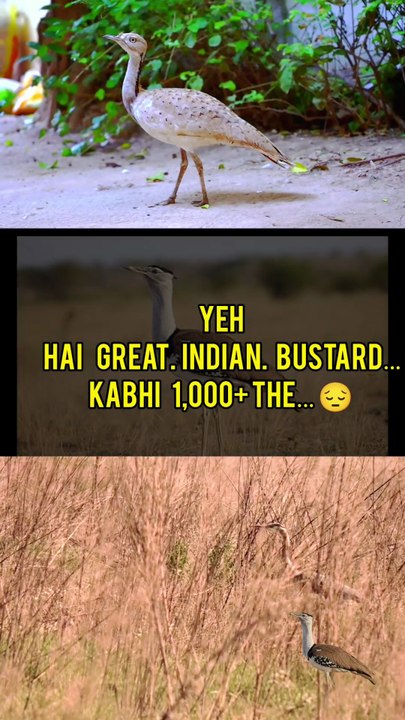 Great Indian Bustard | India ka Rare Ground Bird 🐦💔
