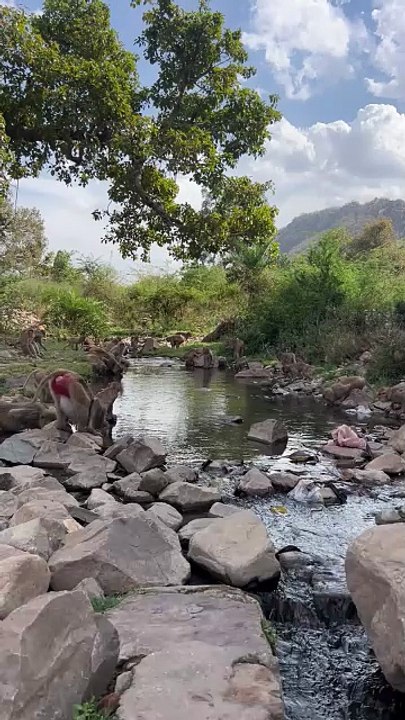 Monkey drinks water 💧