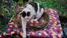 A Sardinian cat finds a new home in Germany
