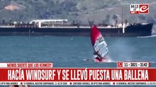 Practicaba windsurf...¨¡y se terminó llevando llevó puesta a una ballena!