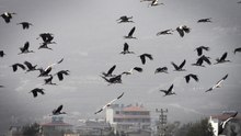 Göç yolundaki Hatay'da mola veren leylekler, sulak alanlar ve gökyüzünü kapladı