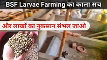 BSF Larvae Farming का काला सच | black soldier fly farming | black soldier fly life cycle