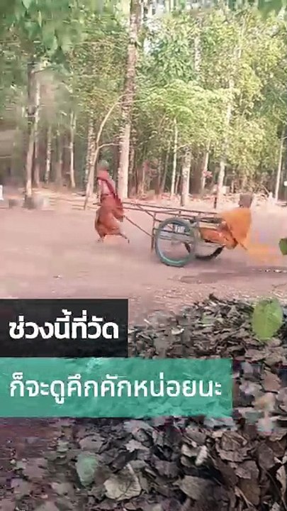 เณรน้อยจีวรบิน ช่วงนี้ที่วัดคึกคักกันใหญ่