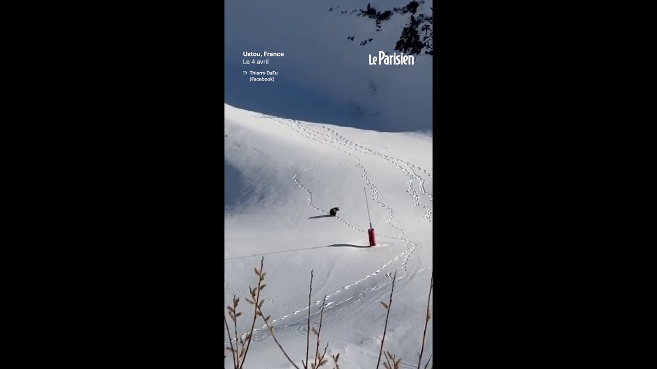 Un ours brun filmé sur une piste rouge en Ariège