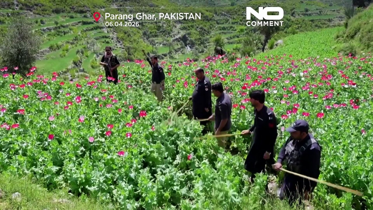 La police détruit des champs de pavot à opium au Pakistan
