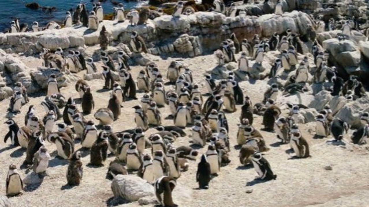 Penguins Thrive on Africa's Southwest Coast Beaches