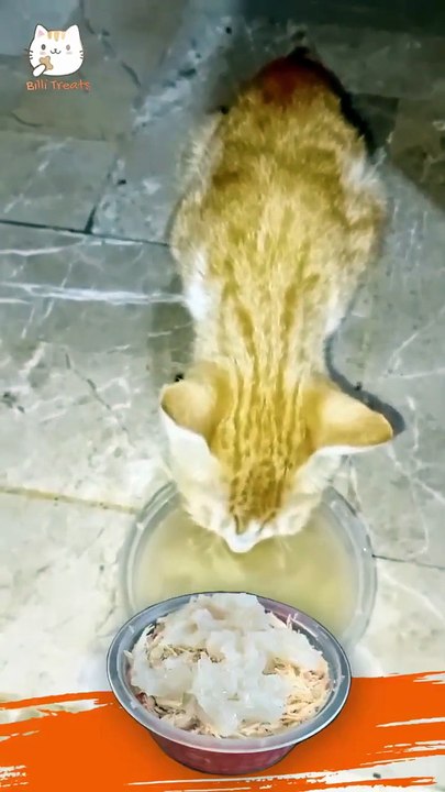 Jelly Food For Kittens Review | Is Billi Treats Chicken Jelly Worth Buying?