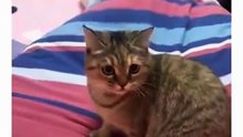 Funny Random Cat 😆