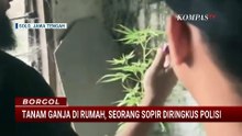 Tanam Ganja di Rumah untuk Konsumsi Sendiri, Sopir Mobil SPPG di Surakarta Ditangkap | BORGOL
