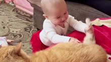 So funny (cat vs babies)