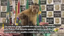 Macaco-prego é apreendido pela polícia durante operação na Região Metropolitana
