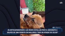 #JusticiaParaParis: las redes estallan por el asesinato a golpes de una perrita en Mallorca "por un ataque de celos"
