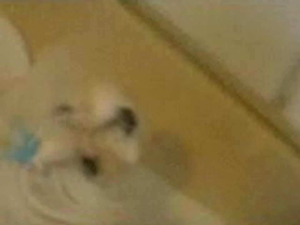 maltese