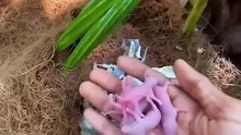 As natureza é espetacular