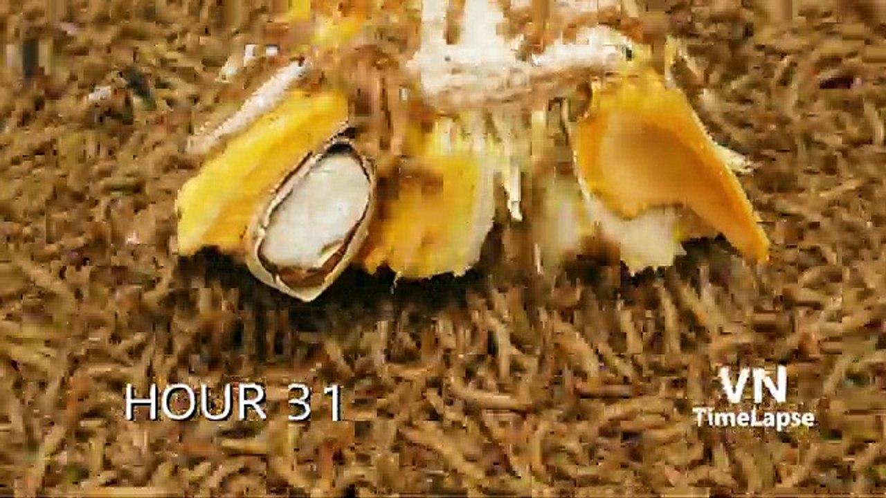 10.000_Worms_Vs_JACK_FRUIT_-_PEAR(360p)