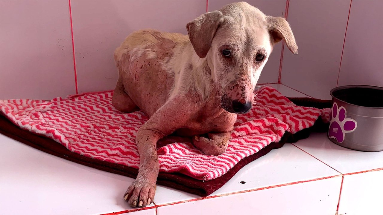 "Broken" Street Dog Gets Spoiled