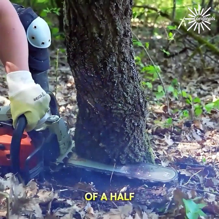 The ultimate guide to safely cutting down a tree