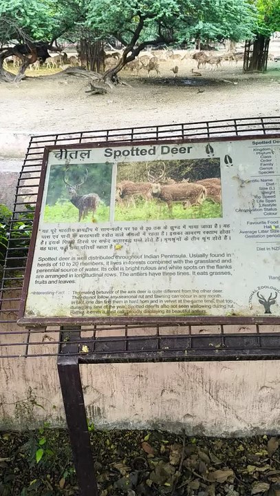 The Most Beautiful Deer in India? | The Life of a Spotted Deer (Chital) 🦌