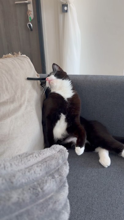 Mission : rester sérieux… Échec total 😹