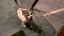 Stray Kitten Meets The Love Of His Life