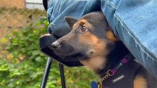 Puppy Rescued From Hoarding Case Experiences Firsts