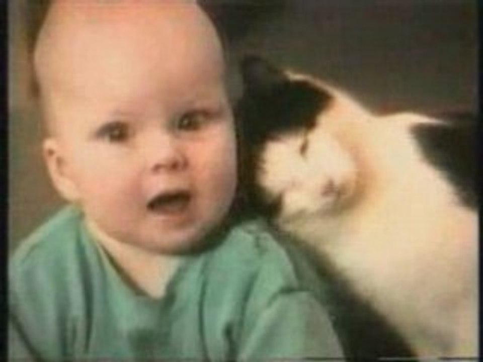Ils sont fous ces chats !