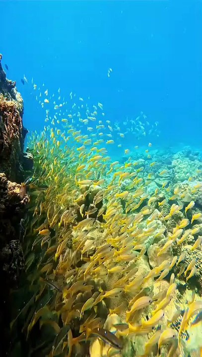 Vid sea sight fishing 🎣