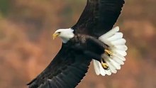 VID-20260407- eagle 🦅