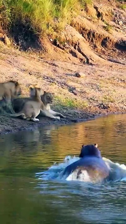 Hippo Dominance Shifts in Wild Battles