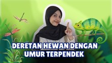 Daftar Hewan dengan Siklus Hidup Terpendek di Dunia-Serius Ini Hewan