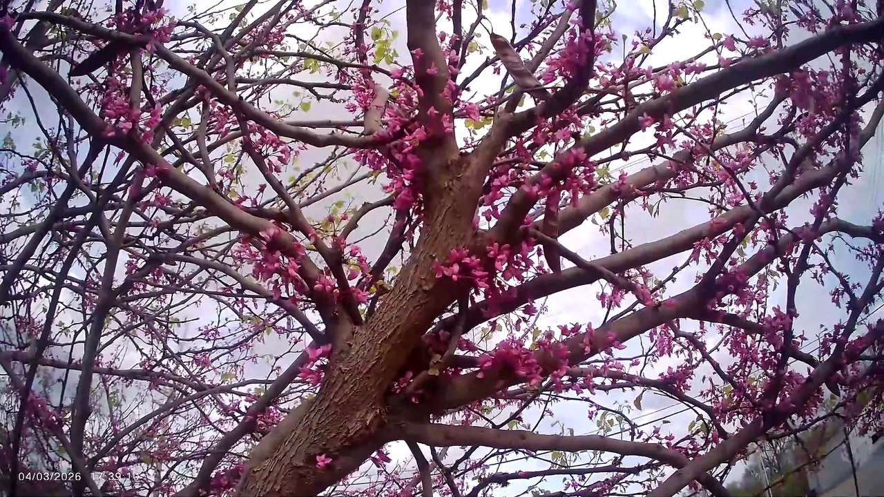 Bumblebee on Flower Tree (please read video description)